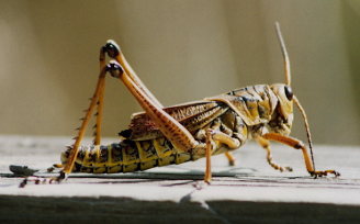cricket