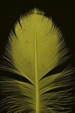 feather feather