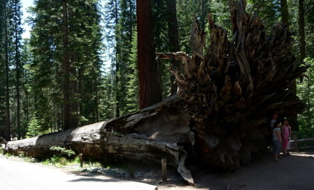 fallen giant sequoia