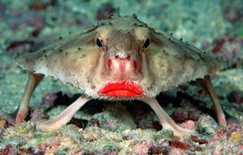 rosy lipped batfish Lets' party