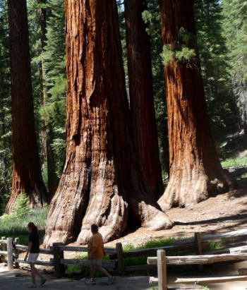 sequoia grove