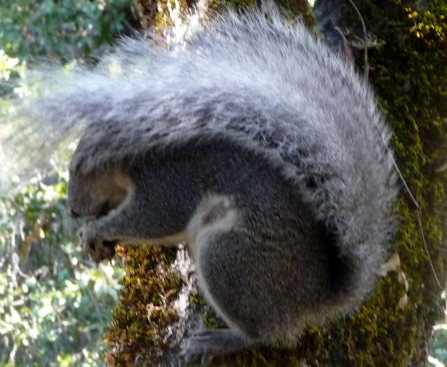squirrel breeze squirrel breeze