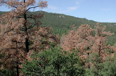 Trees killed by Pine Beetles