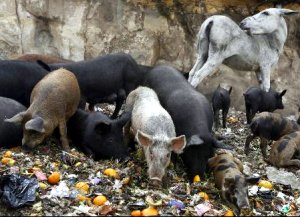 zabaleen pigs