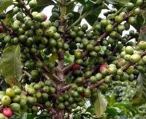 coffee tree