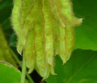 Kudzu pods