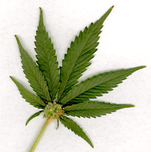 marijuana marijuana