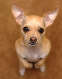 beggingchihuahua