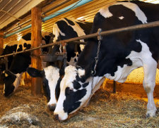 diary cows