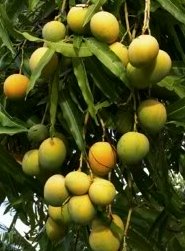 mangos on tree