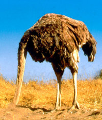 ostrich