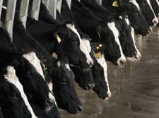 dairy-cows