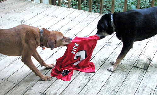 dogs-vick