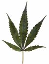 marijuana