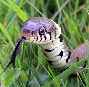 Snake in Grass
