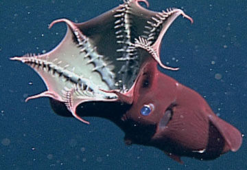 Vampire Squid