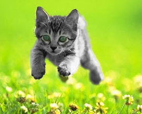 kitten running