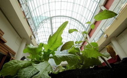 Galleria greenhouse