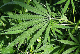 marijuana