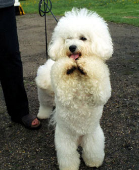 poodle-pictures