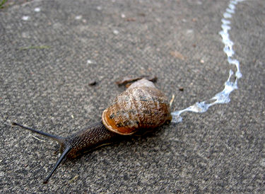 snail